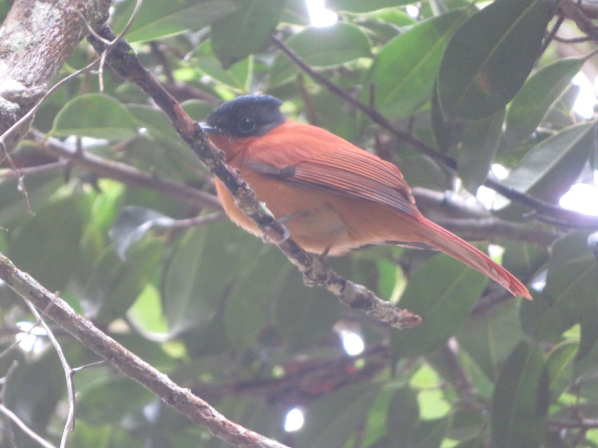 Malagasy Paradise-Flycatcher - ML637643912
