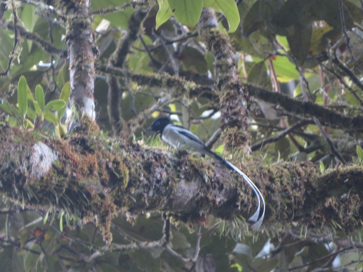 Malagasy Paradise-Flycatcher - ML637643916