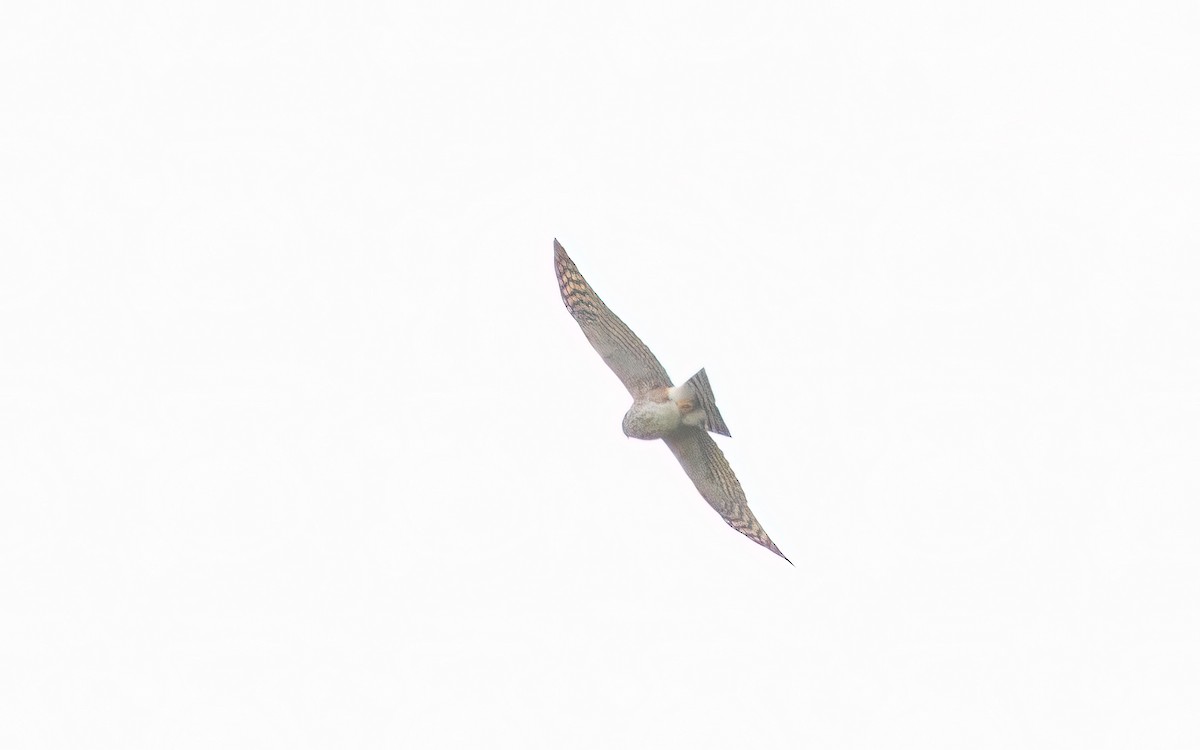 Rufous-breasted Sparrowhawk - ML637643922