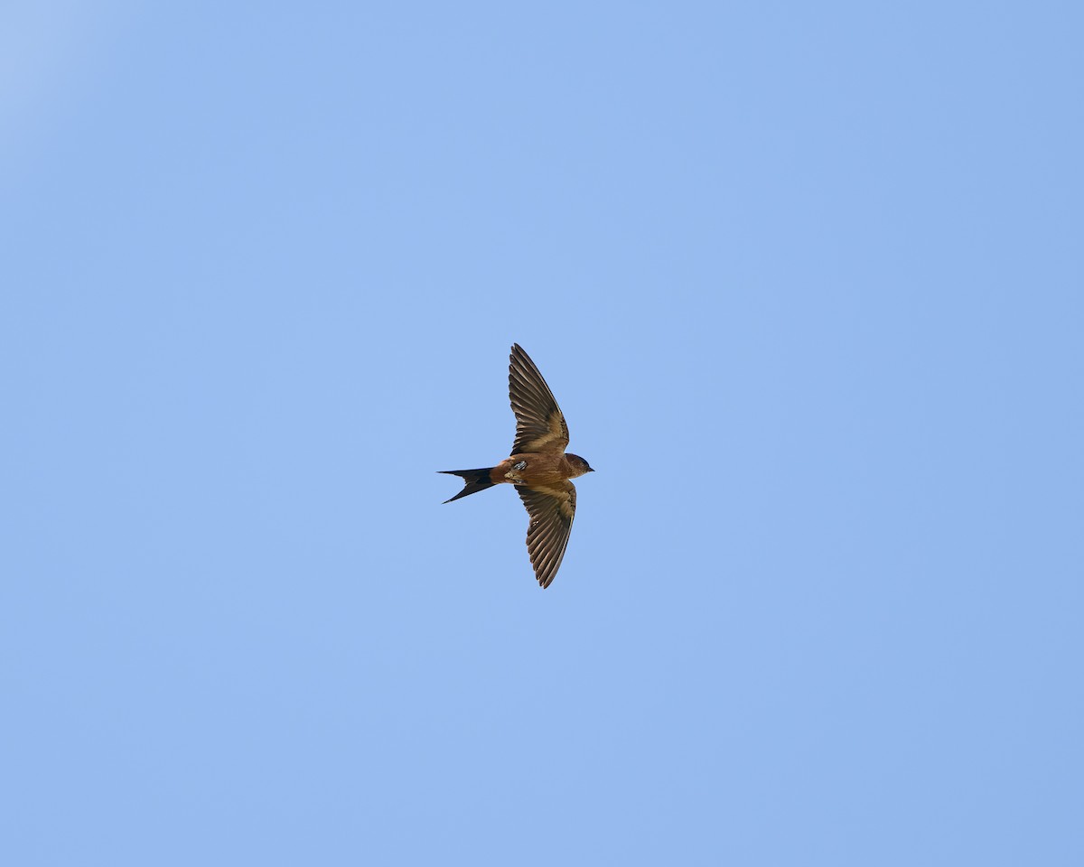 Sri Lanka Swallow - ML637643931