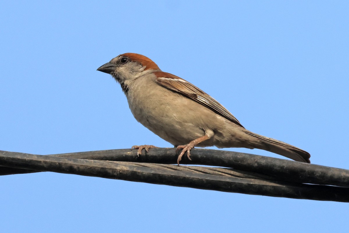 Sind Sparrow - ML637643951