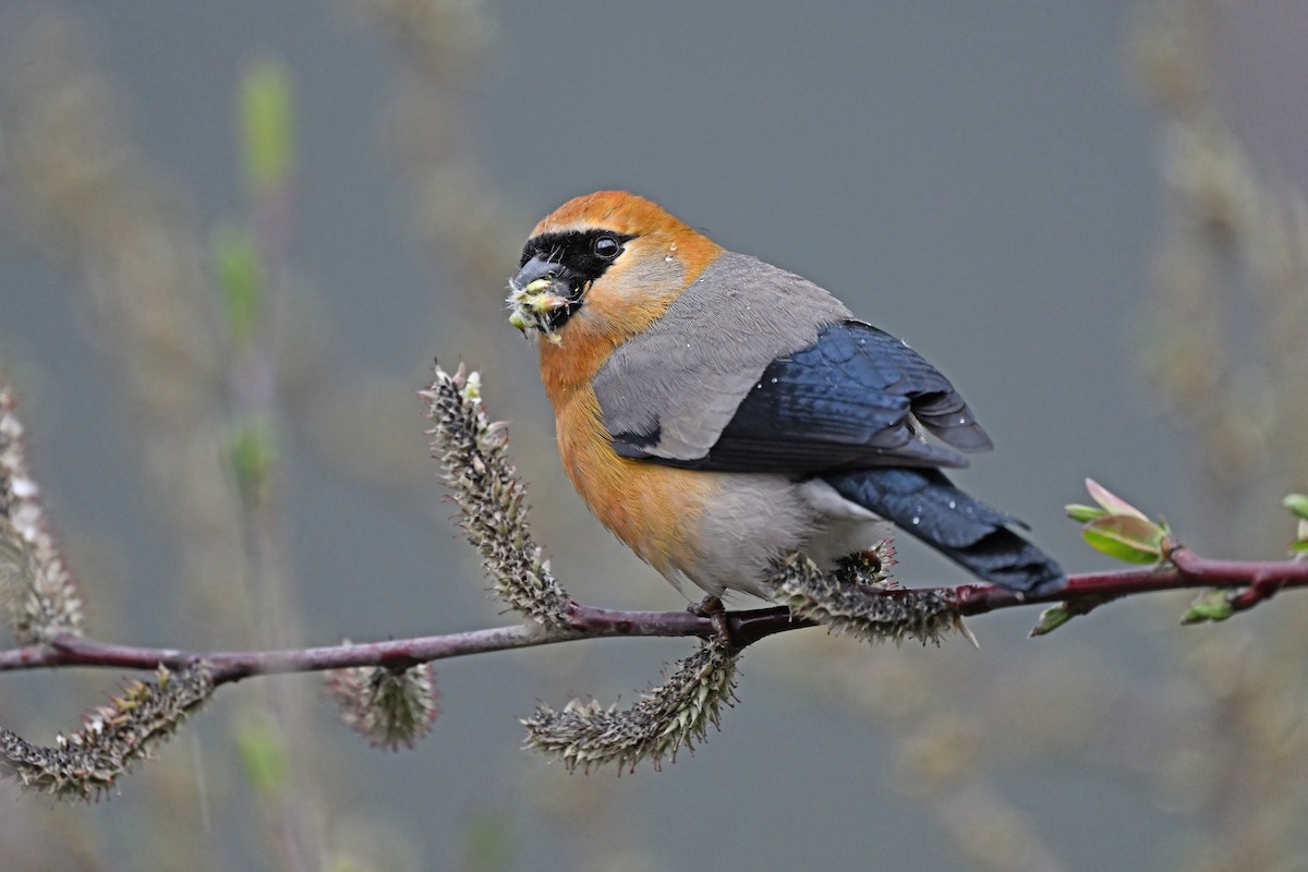 Red-headed Bullfinch - ML637643957