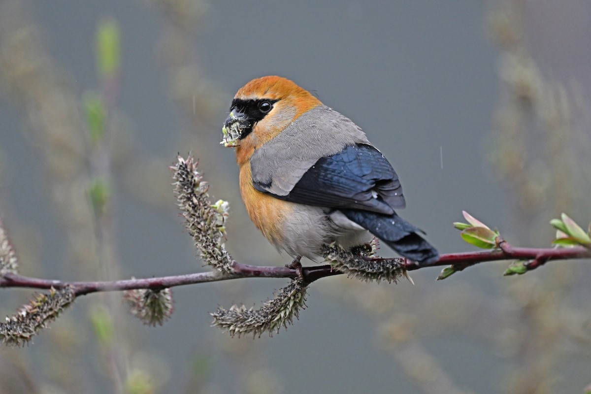 Red-headed Bullfinch - ML637643959