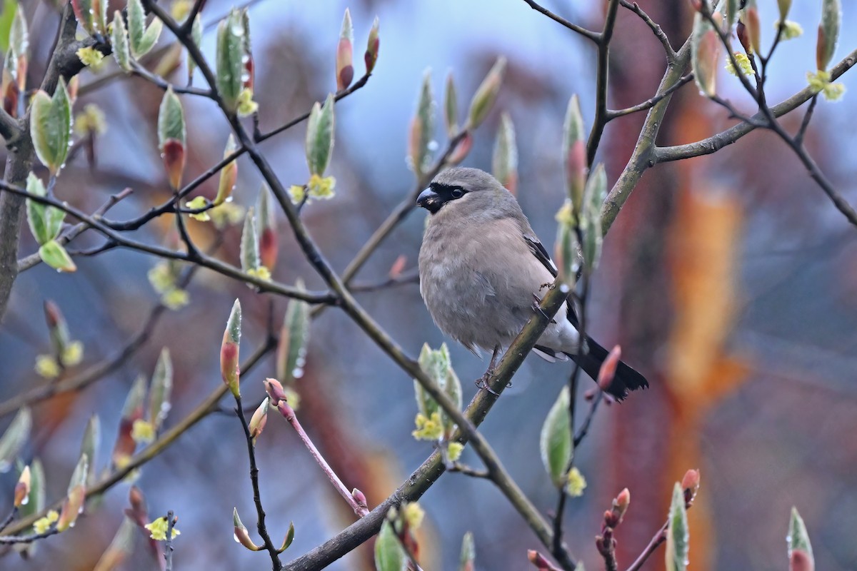 Red-headed Bullfinch - ML637643963