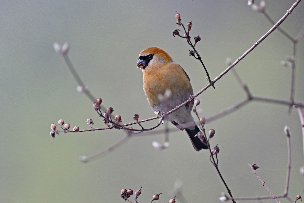 Red-headed Bullfinch - ML637643965