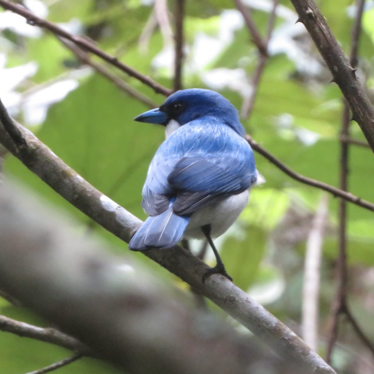 Madagascar Blue Vanga - ML637643967