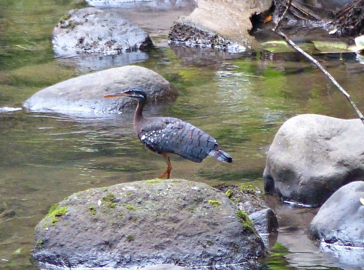 Sunbittern - ML637643977