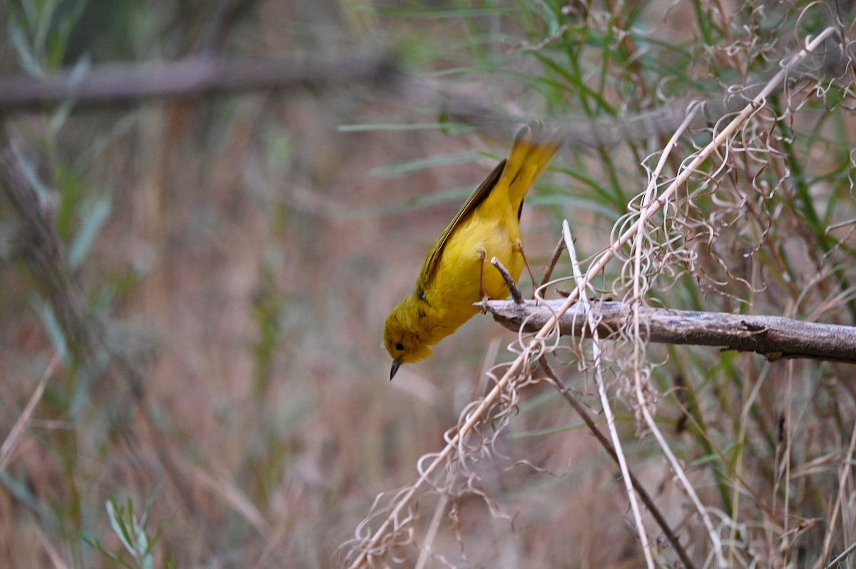 Yellow Warbler - ML637643995