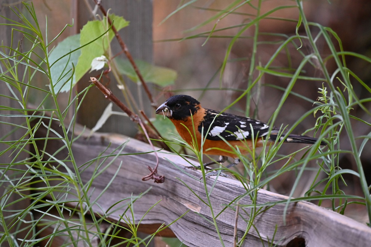 Black-headed Grosbeak - ML637643998