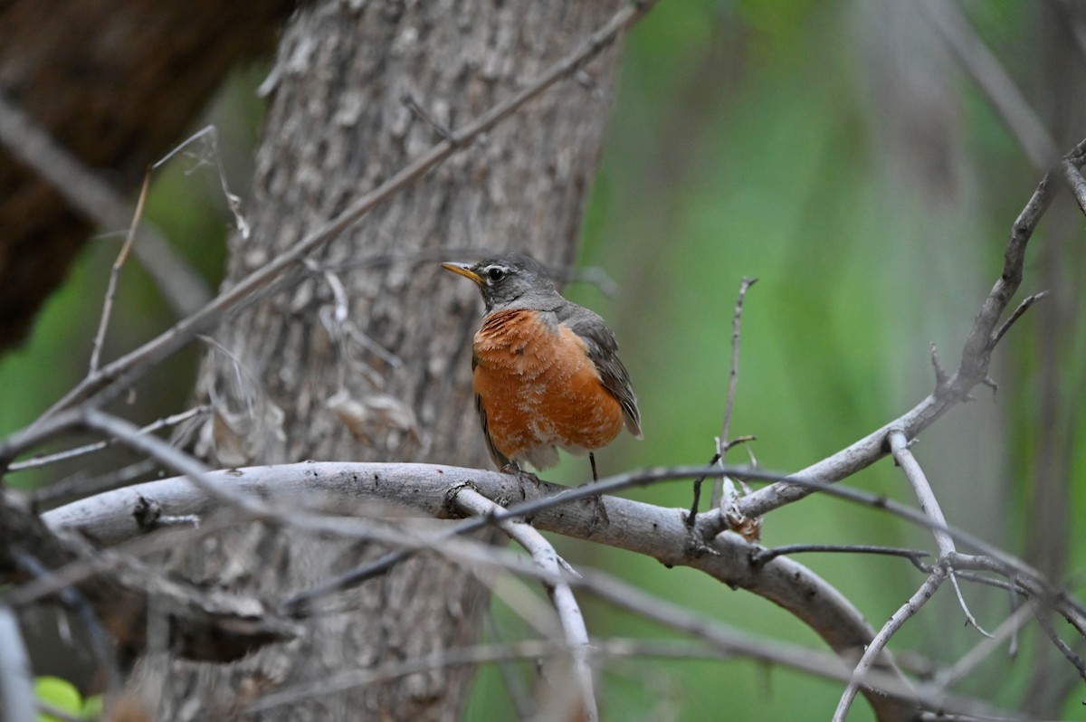 American Robin - ML637643999