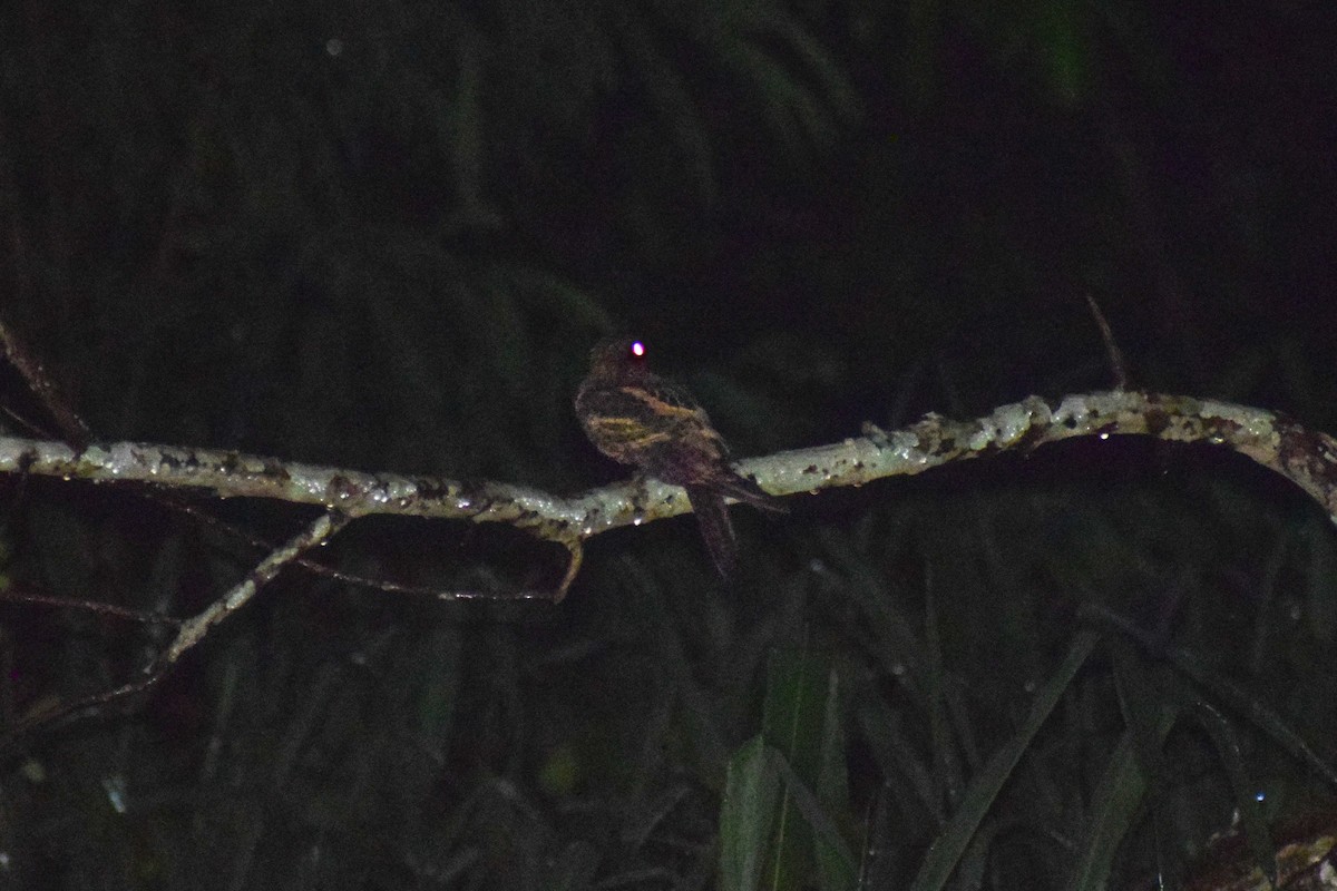 Jerdon's Nightjar - ML637644029