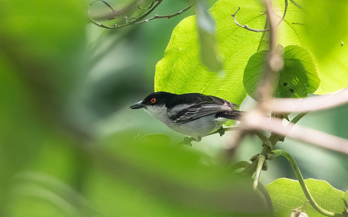 Northern Puffback - ML637644033