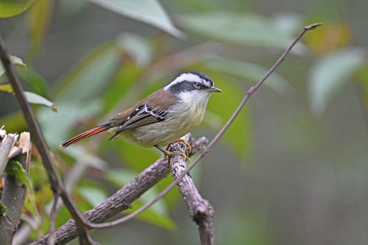 Red-tailed Minla - ML637644041