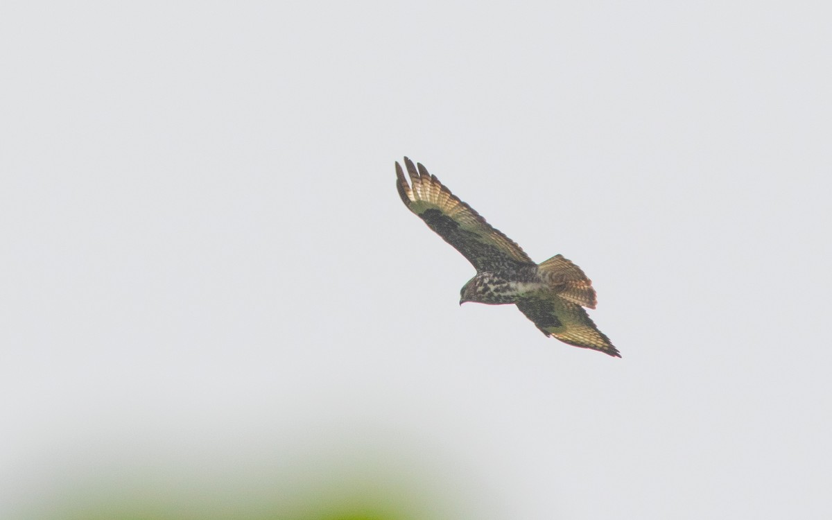 Mountain Buzzard - ML637644051
