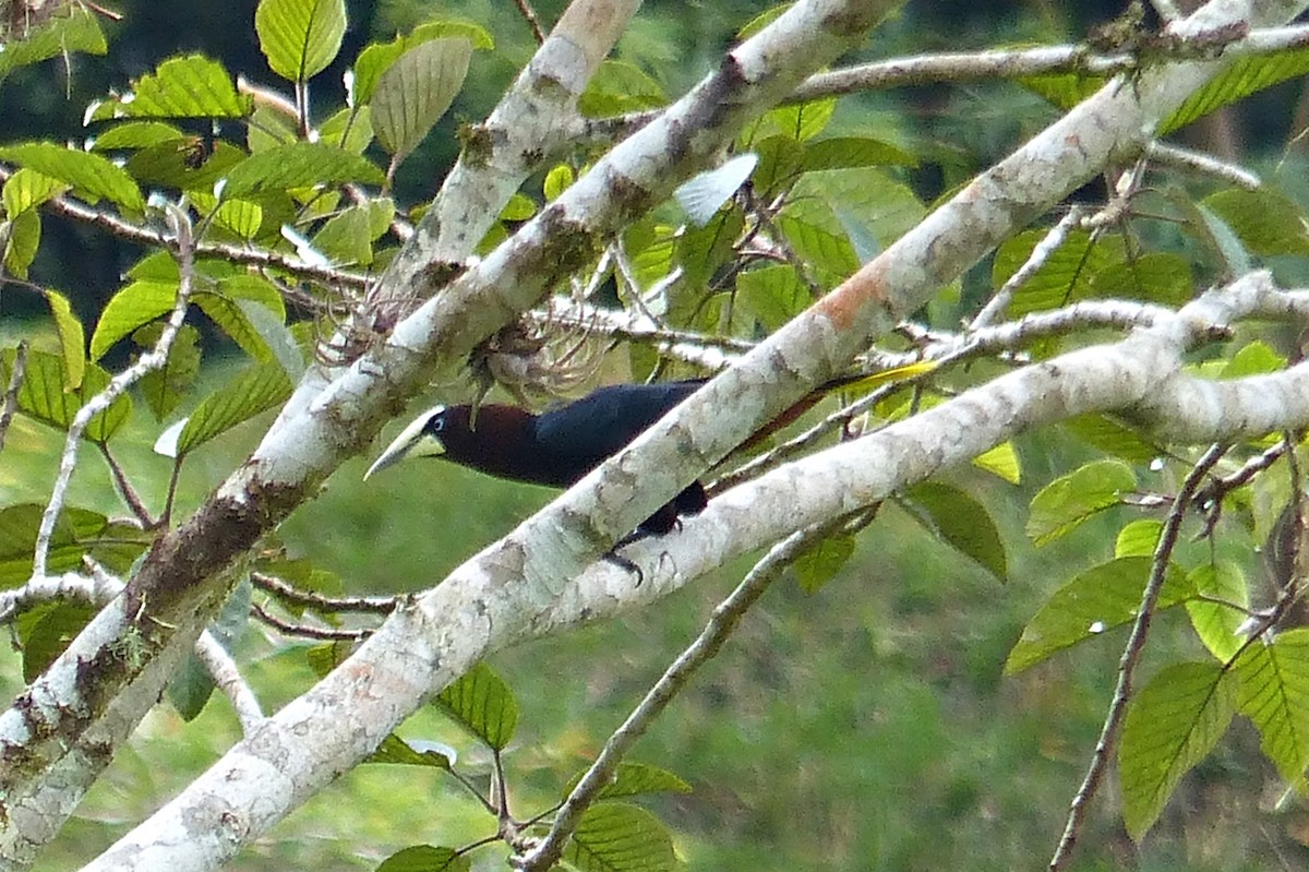 Chestnut-headed Oropendola - ML637644054