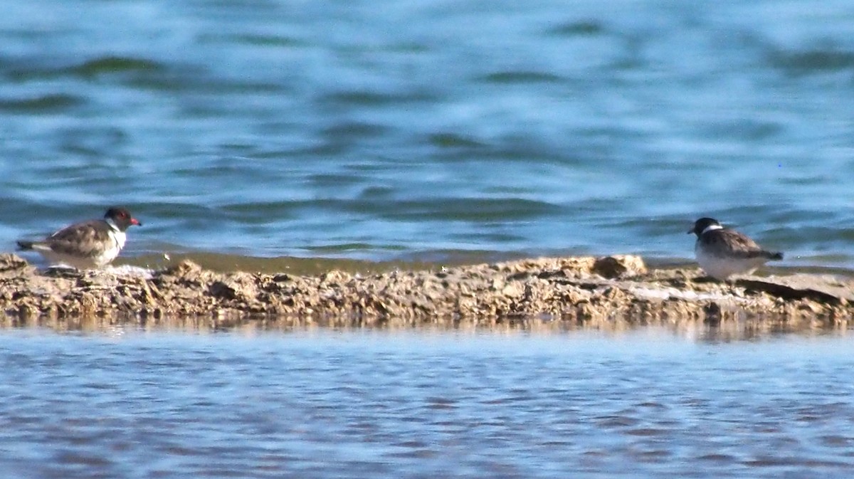 Hooded Plover - ML637644056