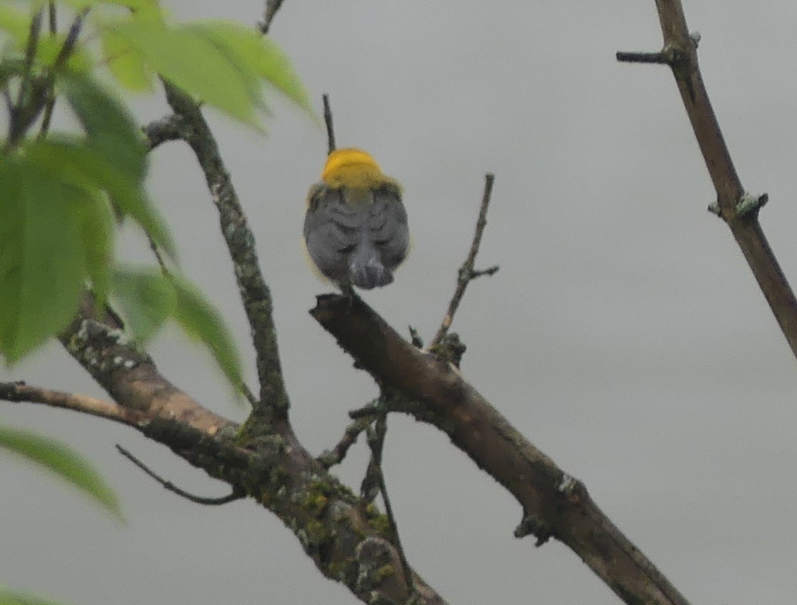 Prothonotary Warbler - ML637644064