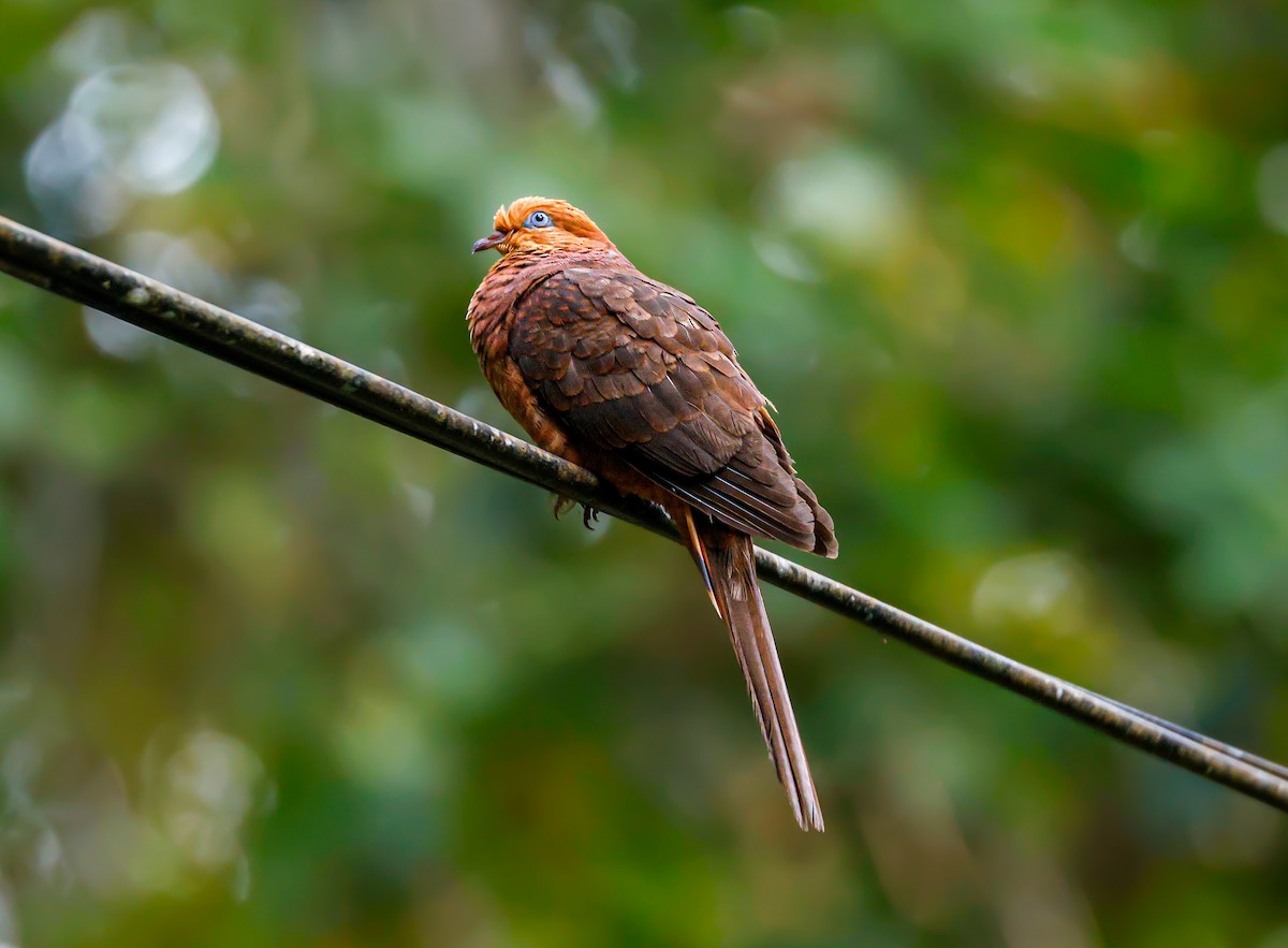 Little Cuckoo-Dove - ML637644066