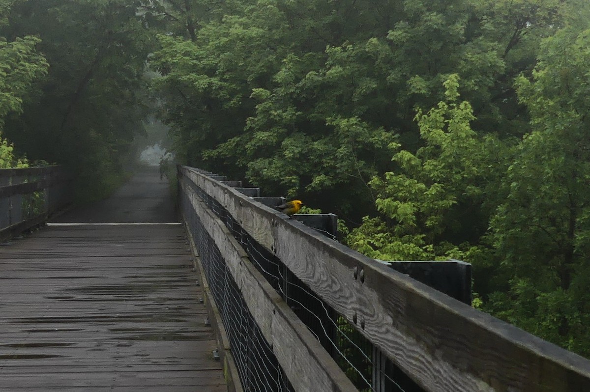 Prothonotary Warbler - ML637644072