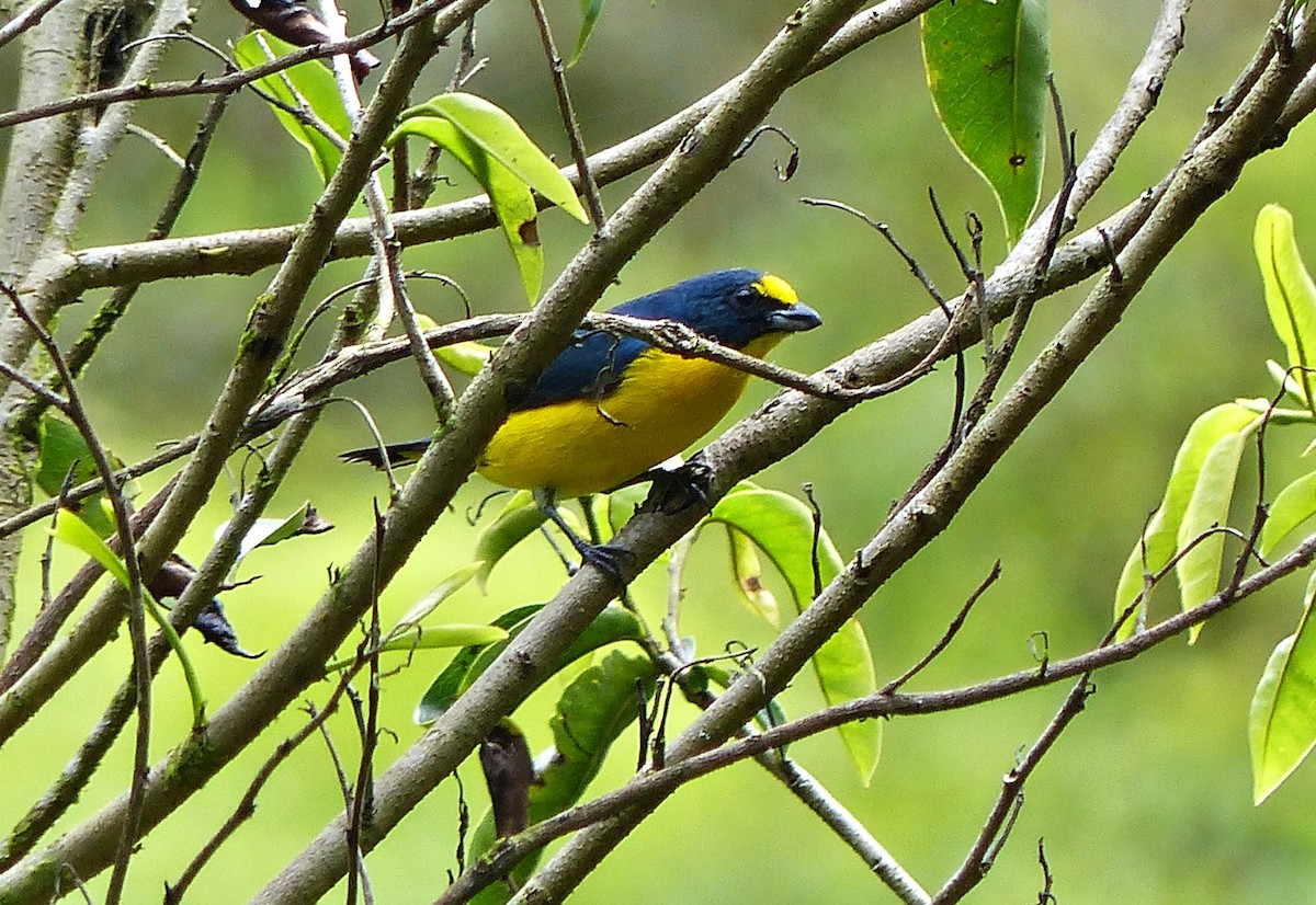 Yellow-throated Euphonia - ML637644081
