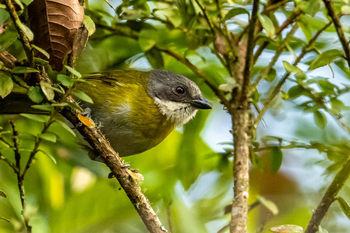 Ashy-throated Chlorospingus - ML637644100