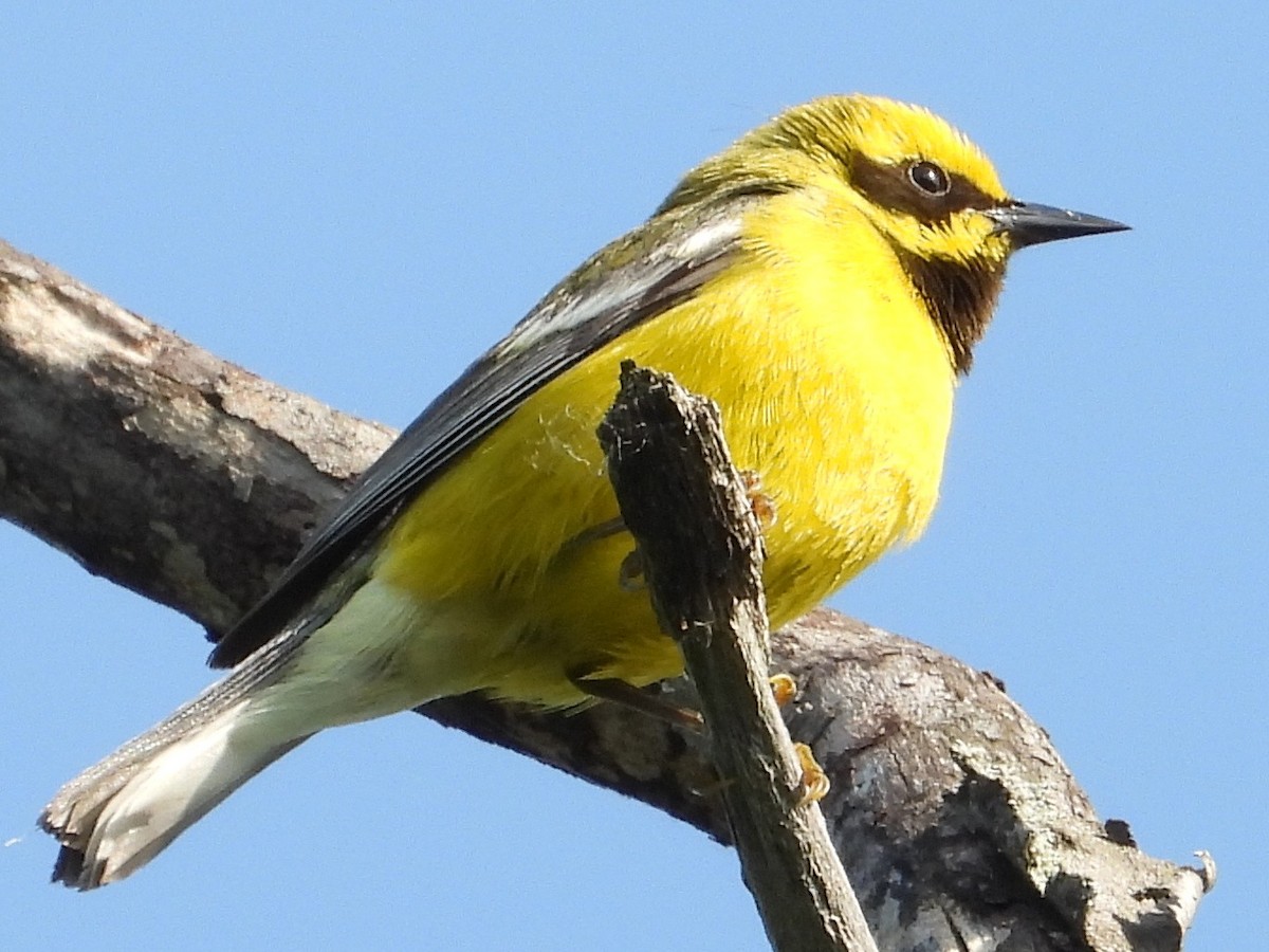 lesňáček zlatokřídlý x modrokřídlý (F1 backcross) - ML637644101