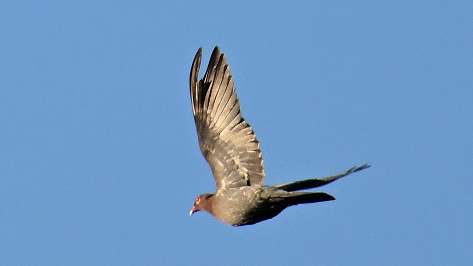 Scaly-naped Pigeon - ML637644103