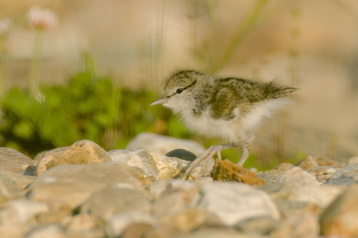 Spotted Sandpiper - ML637644114