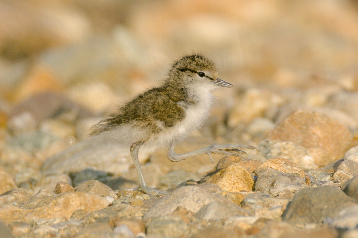 Spotted Sandpiper - ML637644115