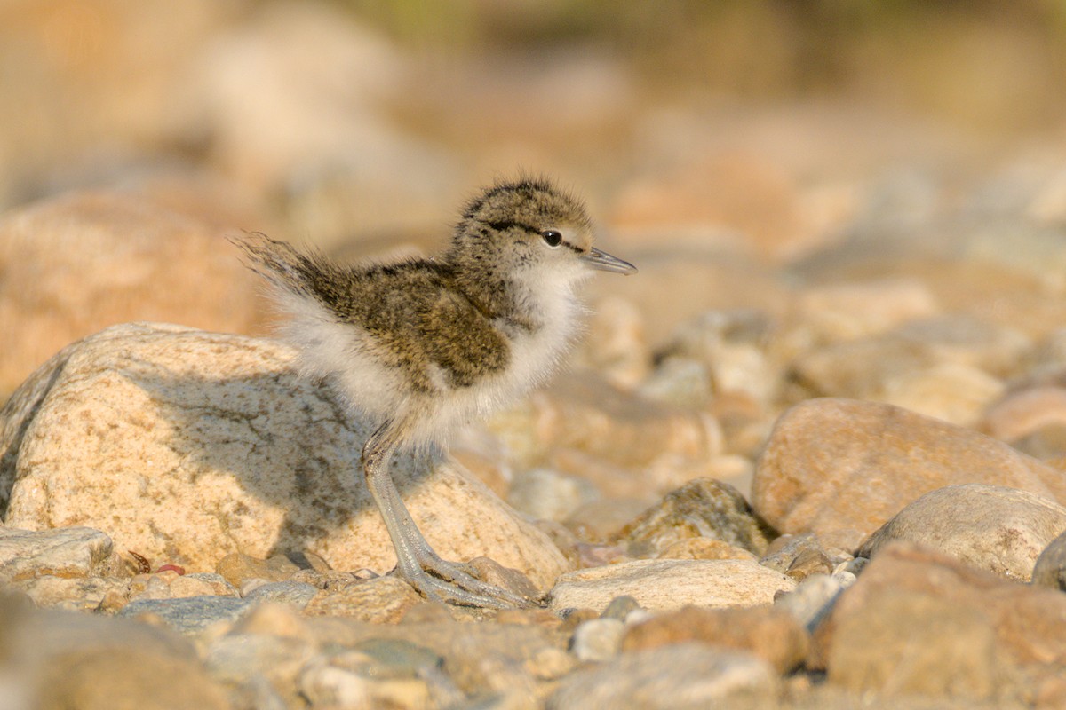 Spotted Sandpiper - ML637644116