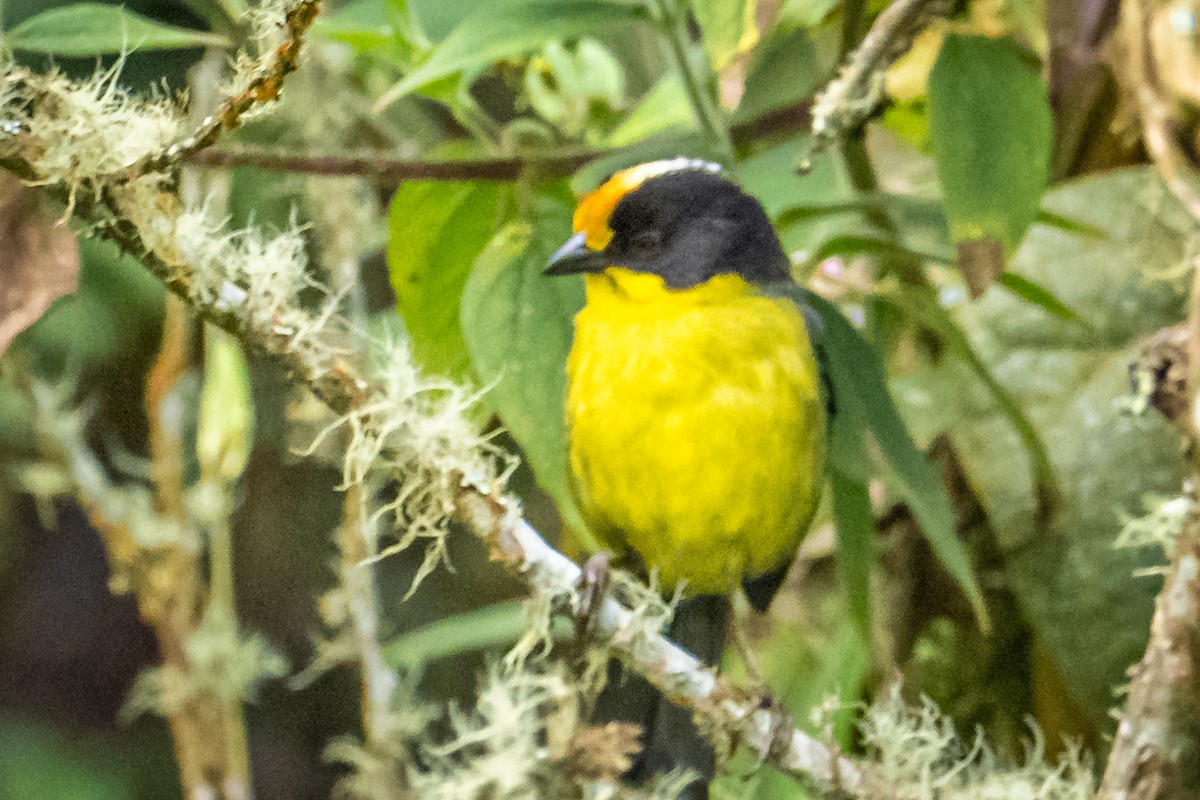 Pale-naped Brushfinch - ML637644123