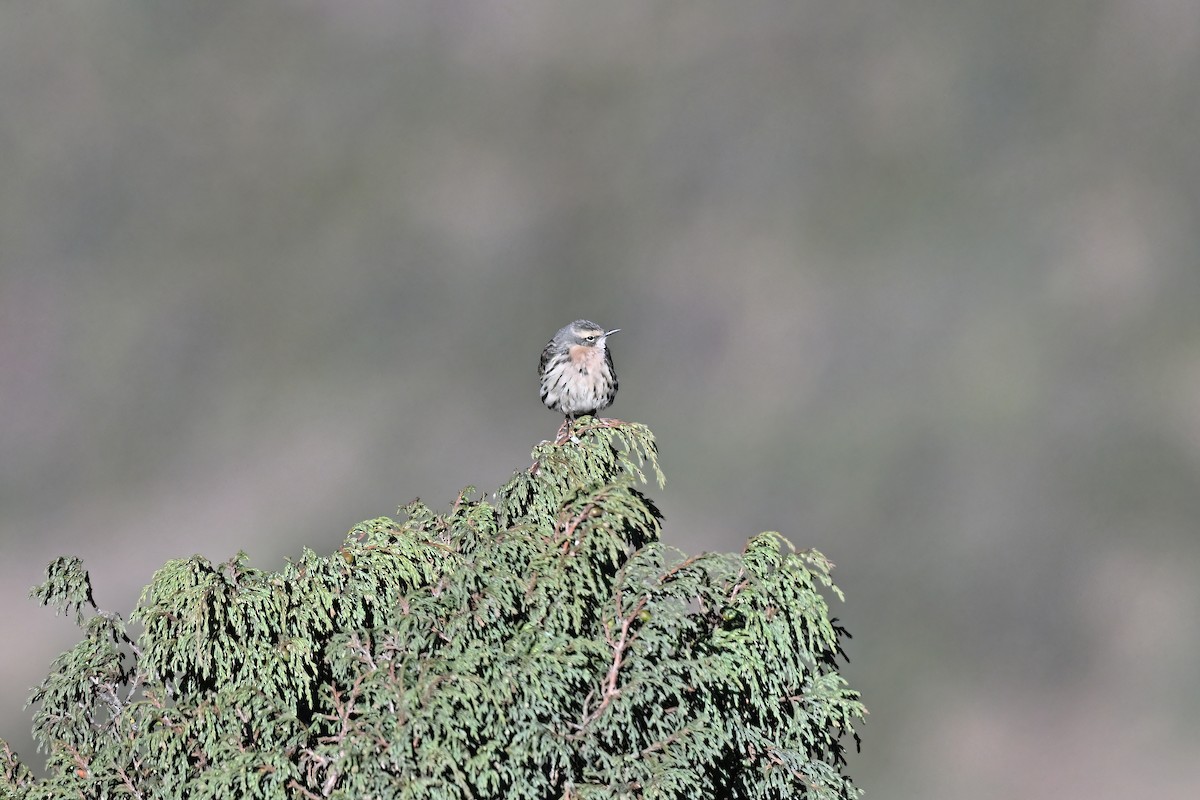 Rosy Pipit - ML637644125