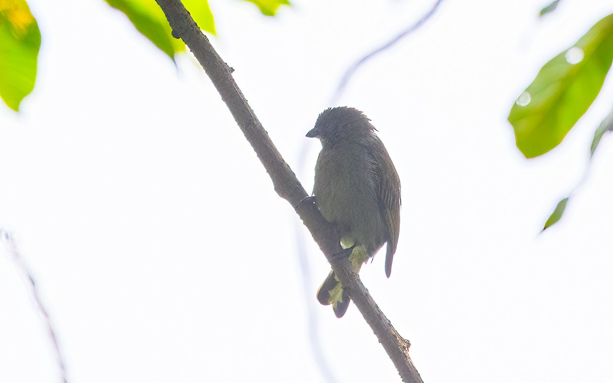 Willcocks's Honeyguide - ML637644255
