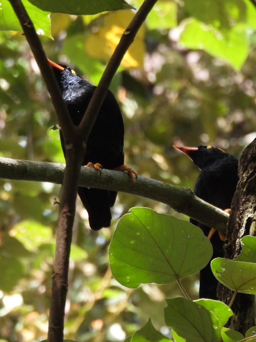 Southern Hill Myna - ML637644266