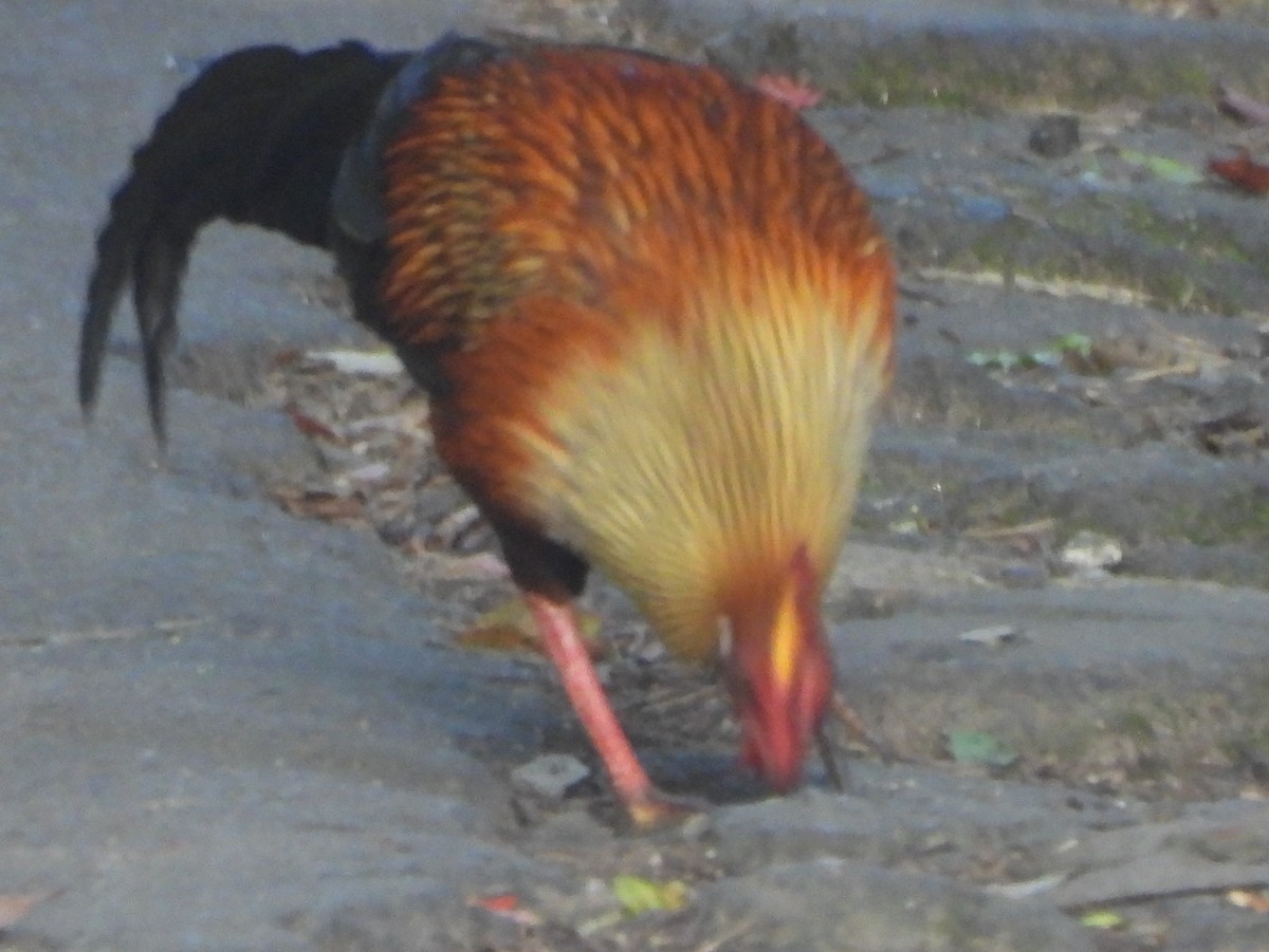 Sri Lanka Junglefowl - ML637644394
