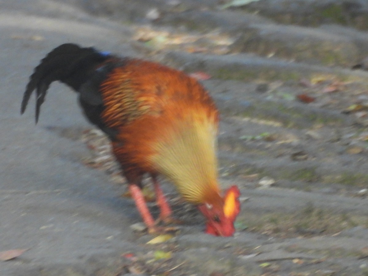 Sri Lanka Junglefowl - ML637644395