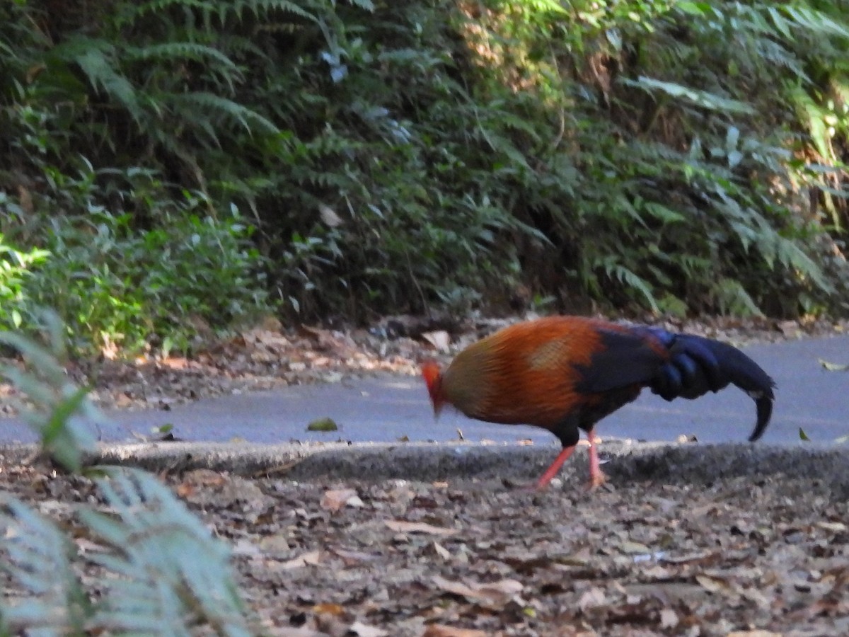 Sri Lanka Junglefowl - ML637644396