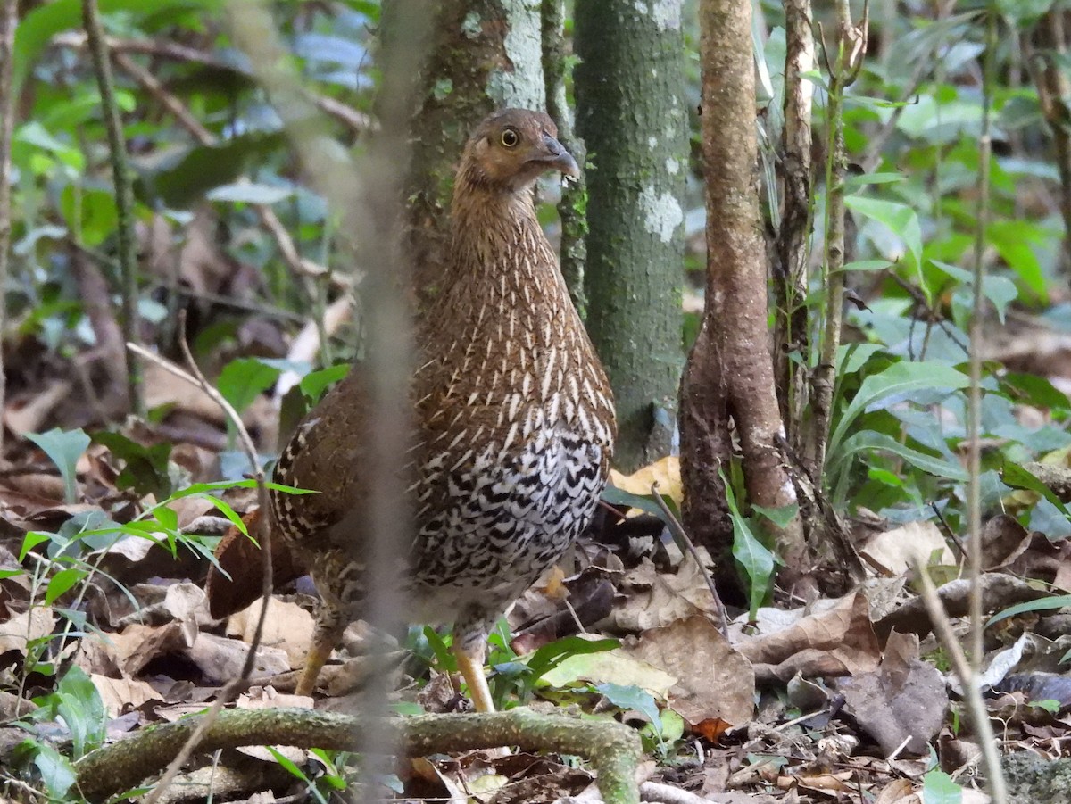 Sri Lanka Junglefowl - ML637644398