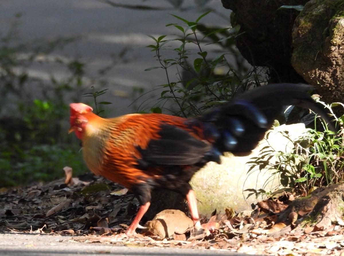 Sri Lanka Junglefowl - ML637644399