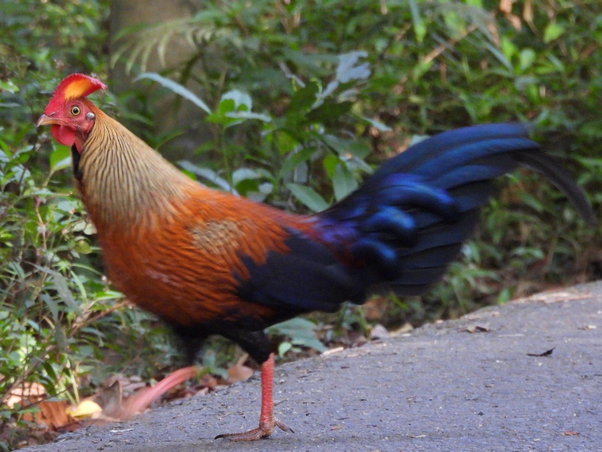 Sri Lanka Junglefowl - ML637644400