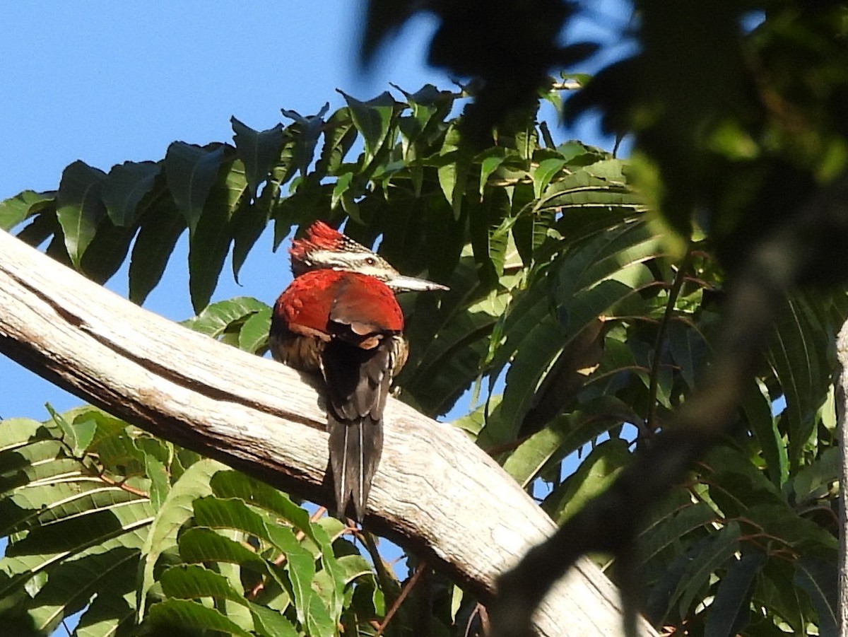 Crimson-backed Flameback - ML637644415