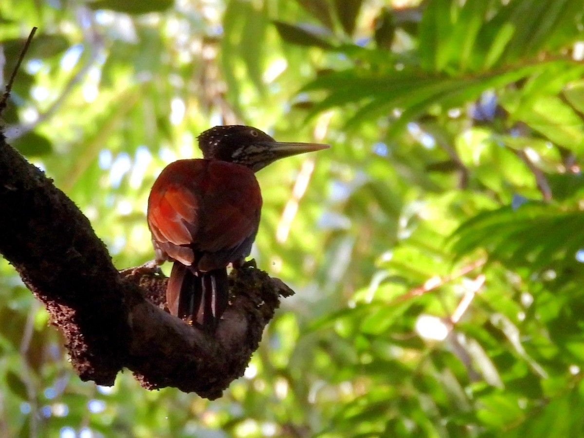 Crimson-backed Flameback - ML637644416