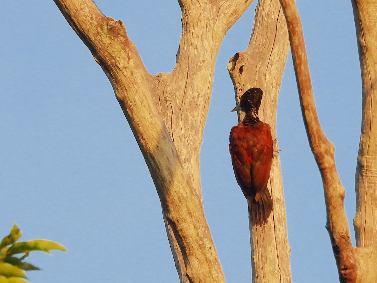 Crimson-backed Flameback - ML637644417