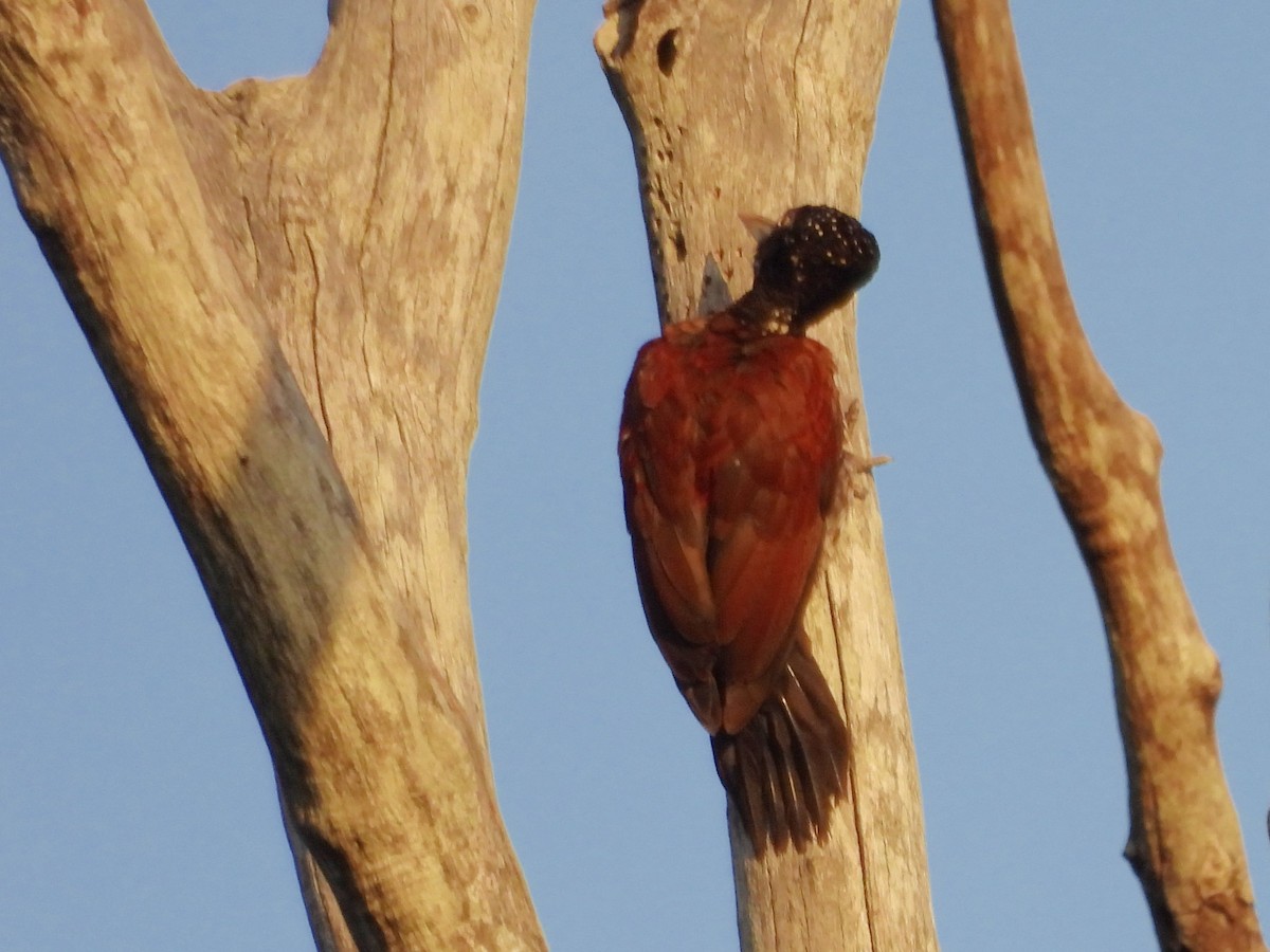 Crimson-backed Flameback - ML637644418