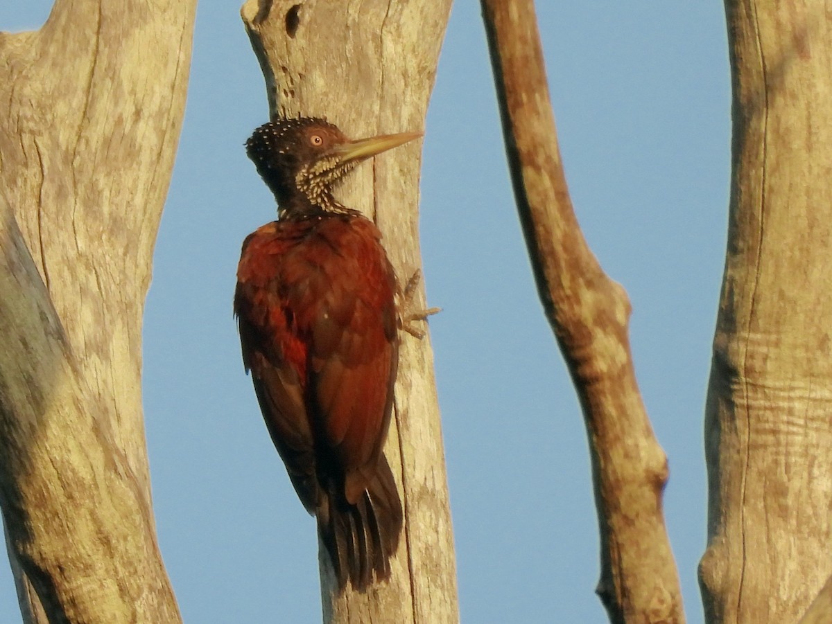 Crimson-backed Flameback - ML637644419
