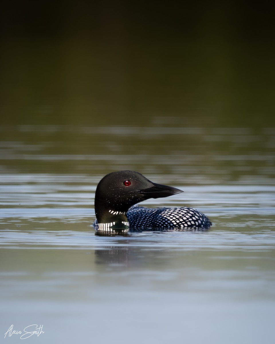 Common Loon - ML637644481