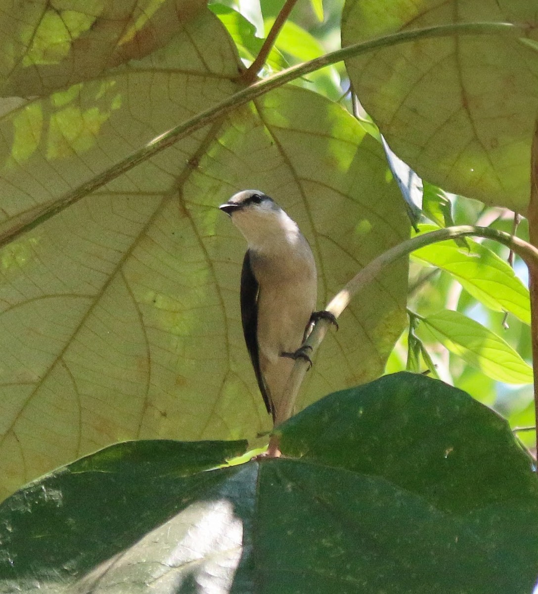 Brown-rumped Minivet - ML637644485