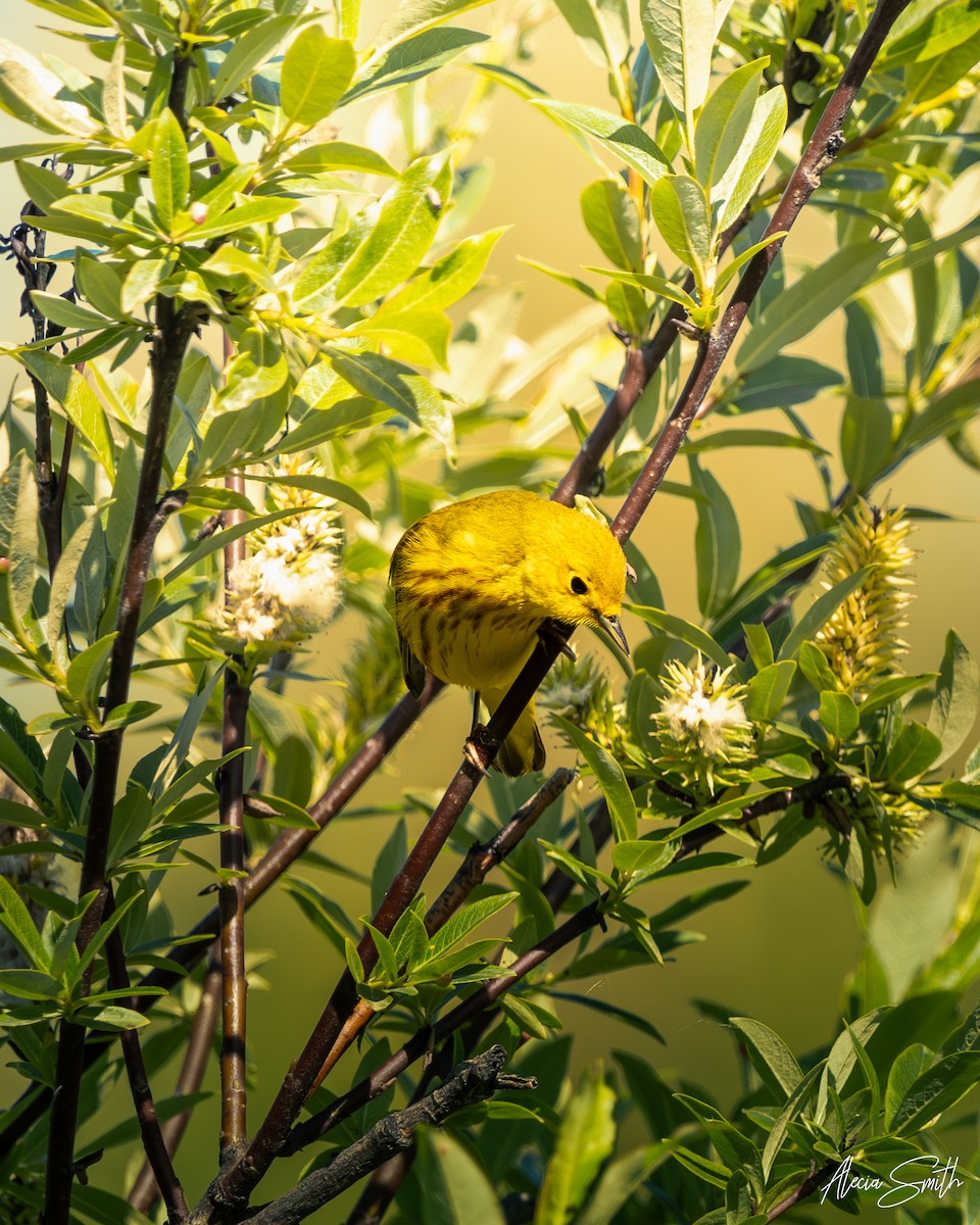 Yellow Warbler - ML637644493