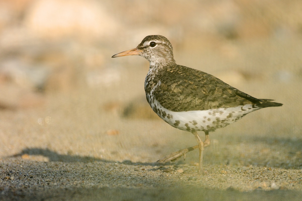 Spotted Sandpiper - ML637644513
