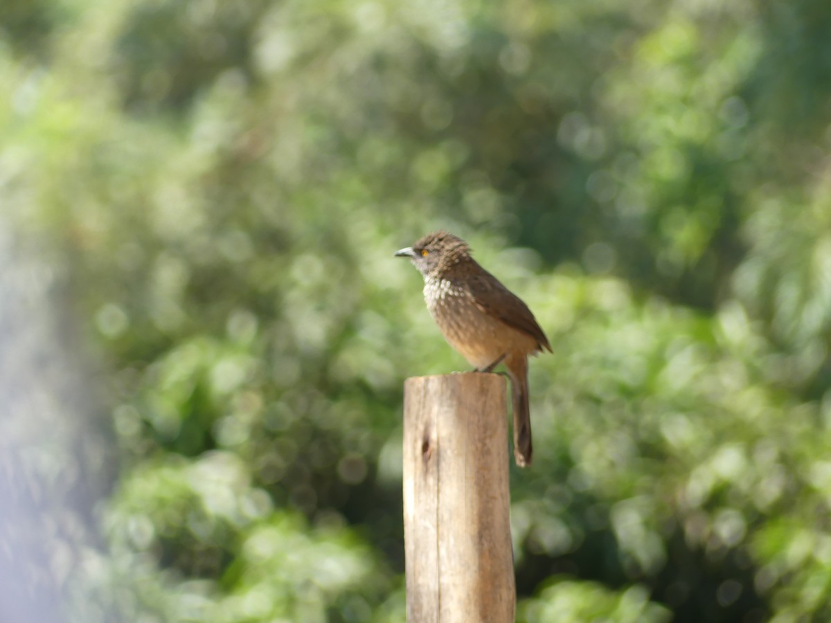 Brown Babbler - ML637644609